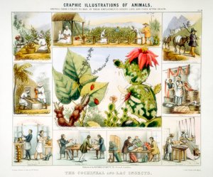 Cochenille- og lake-insekter, c1850