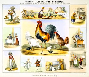 Tamfugl, c1850 av Benjamin Waterhouse Hawkins