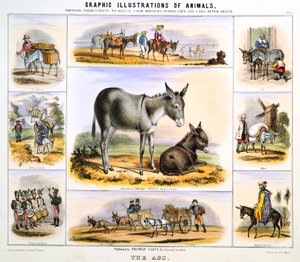 The Ass, c1850