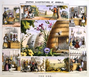 The Bee, c1850