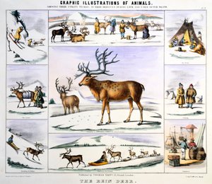 Reinsdyret, ca 1850