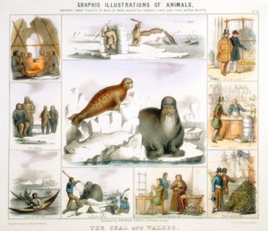 Selen og hvalrossen, c1850