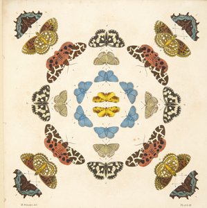 Detalj fra plate III, fra A Rare Depiction of Butterflies and Moths, pub. 1764 (håndfarget gravering) av Benjamin Wilkes