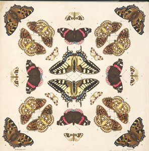 Detalj fra Plate II, fra A Rare Depiction of Butterflies and Moths, pub. 1764 (håndfarget gravering)