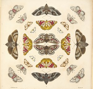 Detalj fra plate IV, fra A Rare Depiction of Butterflies and Moths, pub. 1764 (håndfarget gravering)