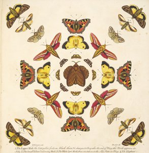 Detalj fra plate IX, fra A Rare Depiction of Butterflies and Moths, pub. 1764 (håndfarget gravering) av Benjamin Wilkes