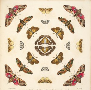 Detalj fra plate VIII, fra A Rare Depiction of Butterflies and Moths, pub. 1764 (håndfarget gravering)