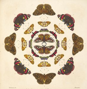 Detalj fra plate VII, fra A Rare Depiction of Butterflies and Moths, pub. 1764 (håndfarget gravering)