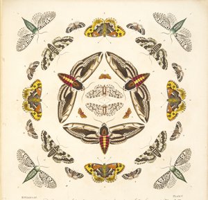Detalj fra plate V, fra A Rare Depiction of Butterflies and Moths, pub. 1764 (håndfarget gravering)