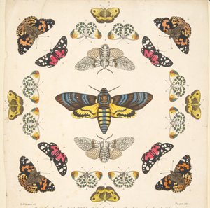 Detalj fra plate XII, fra A Rare Depiction of Butterflies and Moths, pub. 1764 (håndfarget gravering) av Benjamin Wilkes