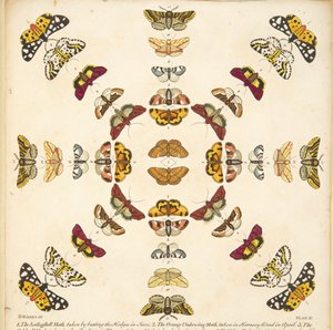 Detalj fra plate XI, fra A Rare Depiction of Butterflies and Moths, pub. 1764 (håndfarget gravering)