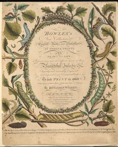 Frontispice, fra A Rare Depiction of Butterflies and Moths, pub. 1764 (håndfarget gravering) av Benjamin Wilkes