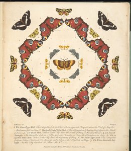 Plate 1, fra A Rare Depiction of Butterflies and Moths, pub. 1764 (håndfarget gravering)