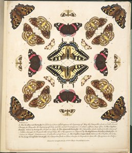 Plate II, fra A Rare Depiction of Butterflies and Moths, pub. 1764 (håndfarget gravering)