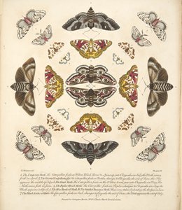 Plate IV, fra A Rare Depiction of Butterflies and Moths, pub. 1764 (håndfarget gravering)