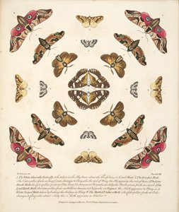 Plate VIII, fra A Rare Depiction of Butterflies and Moths, pub. 1764 (håndfarget gravering)