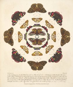 Plate VII, fra A Rare Depiction of Butterflies and Moths, pub. 1764 (håndfarget gravering) av Benjamin Wilkes