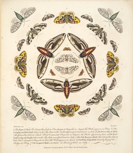 Plate V, fra A Rare Depiction of Butterflies and Moths, pub. 1764 (håndfarget gravering)