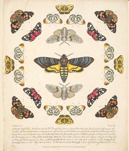 Plate XII, fra A Rare Depiction of Butterflies and Moths, pub. 1764 (håndfarget gravering) av Benjamin Wilkes