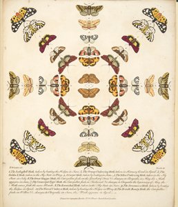 Plate XI, fra A Rare Depiction of Butterflies and Moths, pub. 1764 (håndfarget gravering) av Benjamin Wilkes