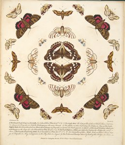 Plate X, fra A Rare Depiction of Butterflies and Moths, pub. 1764 (håndfarget gravering)
