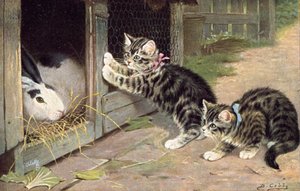 Kattepostkort (farge litho)