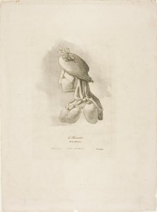 The Butcher-Woman, fra Arts et Métiers av Bernard Gaillot