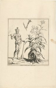 Tobakksplante og innfødt innbygger i Amerika Nicotiana eller Tabac dessine d
