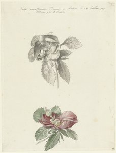 Studieark med rose av Bernard Picart