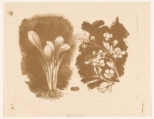 Krokus og en gren med blomst av Bernard Willem Wierink