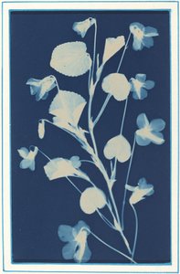 Uten tittel, c. 1900. av Bertha Evelyn Jacques