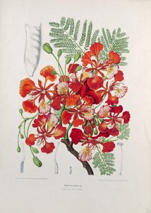 Poinciana Regia, illustrasjon fra Selected Flowers, Fruits and Foliages of the Flora and Pomona of the Island of Java, gravert av G. Severeyns, 1885 (farget kromolitografi)