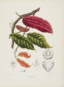 Theobroma, kakaotre, c1840-1890. av Berthe Hoola van Nooten