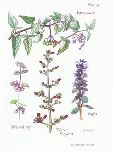 Bittersøt, malt eføy, bugle, vannfikenurt, 1951 av Bessie D. Inglis