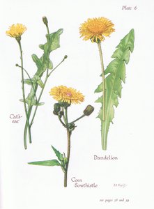 Cats Ear, Dandelion, Corn Sow Thistle, 1951
