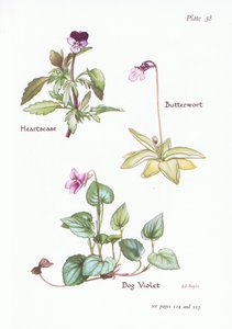 Heartsease, Hundefiolett, Butterwort, 1951 av Bessie D. Inglis