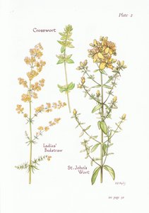 Sengehalm for damer, korsurt, St Johns Wort, 1951