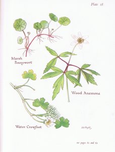 Marsh Pennywort, Wood Anemone, Water Crowfoot, 1951