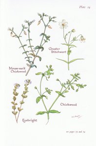Muse-Eared Chickweed, Greater Stitchwort, Chickweed, Eyebright, 1951