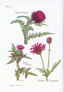 Moskustistel, Spydtistel, Greater Knapweed, 1951