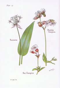 Ramsons, Bladder Campion, Sea Campion, 1951 av Bessie D. Inglis