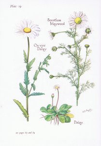 Scentless Mayweed, Daisy, Ox-Eye Daisy, 1951