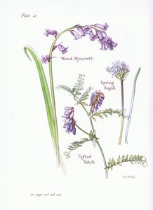 Spring Squill, Wood Hyacinth, Tufted Vikker, 1951 av Bessie D. Inglis