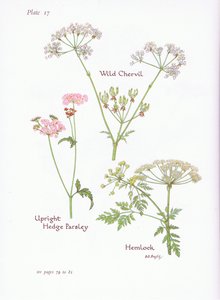 Wild Chevril, Hemlock, Upright Hedge Persille, 1951 av Bessie D. Inglis