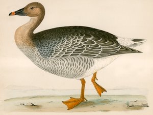Bønnegås av Beverley R. Morris