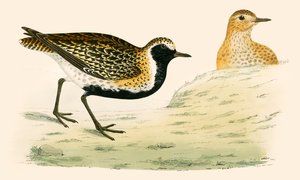 Gullhøne av Beverley R. Morris