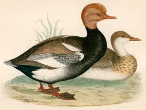 Røde Crested Whistling Duck