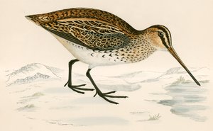 Snipe
