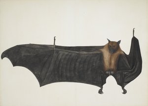 Stor indisk fruktflaggermus, ca. 1777-82. av Bhawani Das