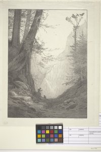 Store sedertre (blekk på papir, litografi) av Bolton Coit Brown